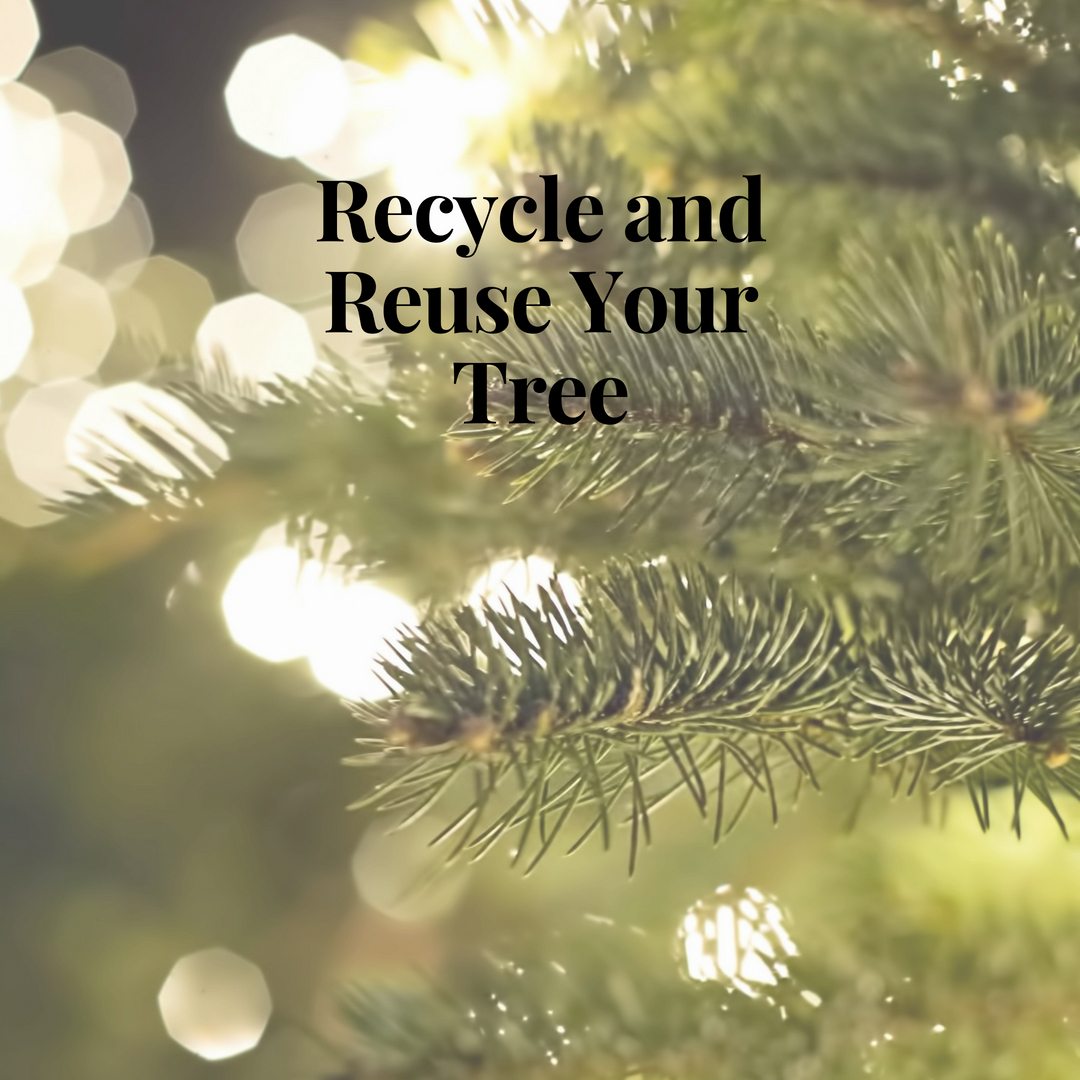 Recycle and Reuse Your Christmas Tree