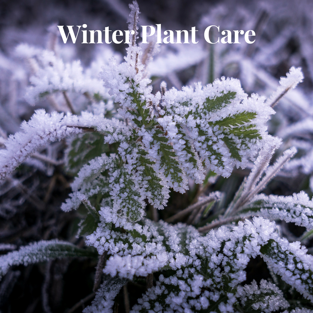 Winter Care for Your Plants