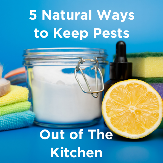 5 Natural Ways to Keep Pests Out of The Kitchen